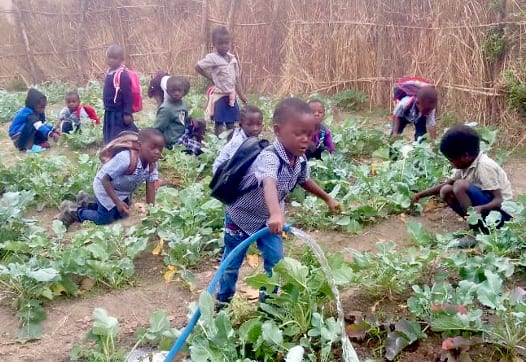Children tending rows of vegetables in a school garden in Zambia